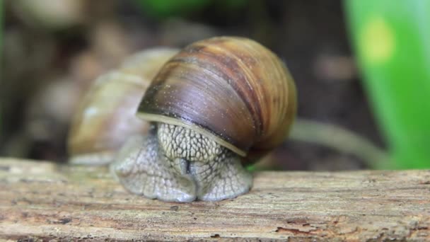 Escargot sur de grands yeux d'ouverture de branche 