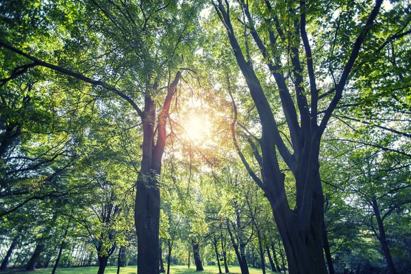 Green forest with sun rays — Stock Photo, Image