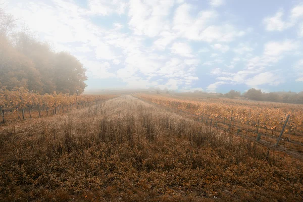 Weinberge im Herbst an nebligem Morgen — Stockfoto