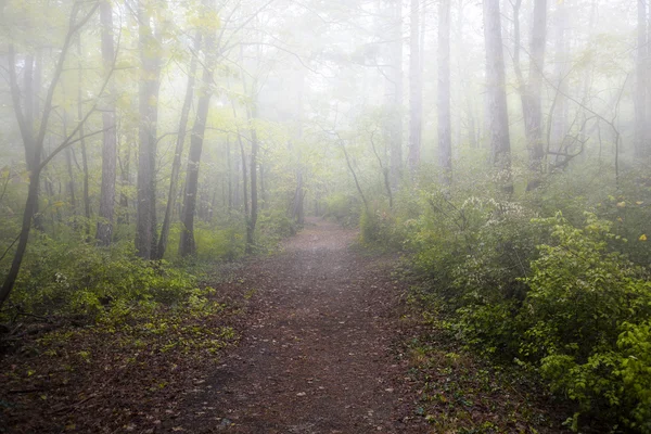 Bella foresta autunnale la mattina nebbiosa — Foto Stock