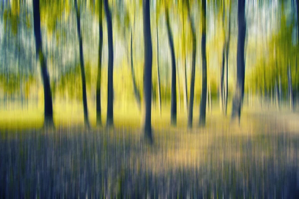 Абстрактный лес в движении размыт — стоковое фото