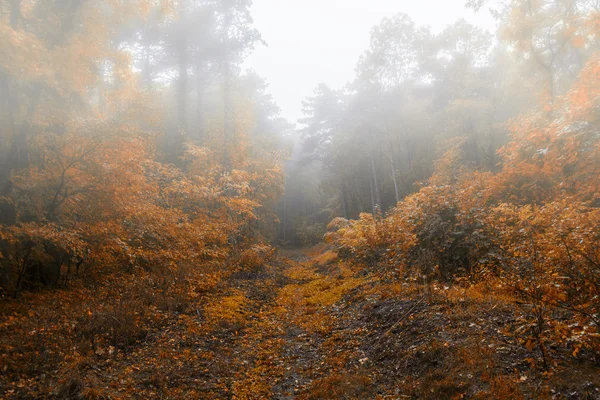 Hermoso bosque de otoño en la mañana brumosa — Foto de Stock