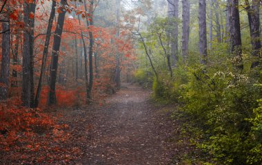 Sonbahar geldi geliyor, orman, yarım ormanında sonbahar renkleri ve bahar renkleri ikiye