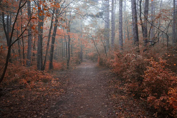 Bela floresta de outono na manhã enevoada — Fotografia de Stock