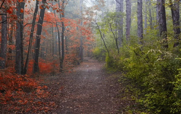 Efteråret kommer, skov, halv skov i efterårsfarver og halvt i forårsfarver - Stock-foto