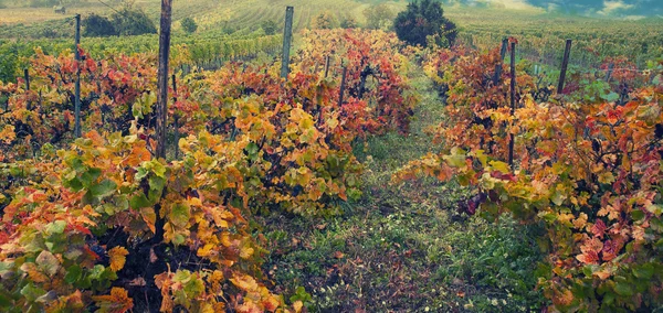 Wijngaarden in de herfst tijd — Stockfoto