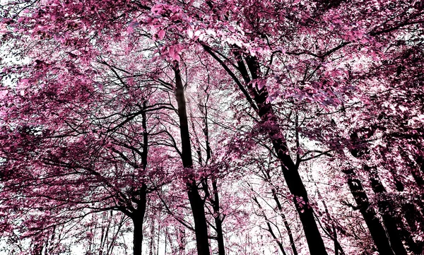 Pink forest — Stock Photo, Image