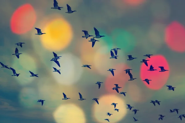 새 들이 비행 하 고 추상적인 하늘, 봄 배경 추상 행복 배경, 자유 새 개념, 자유와 자유의 상징 — 스톡 사진