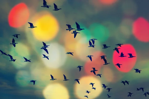 Vögel fliegen und abstrakten Himmel, Frühling Hintergrund abstrakten glücklichen Hintergrund, Freiheit Vögel Konzept, Symbol der Freiheit und Freiheit — Stockfoto