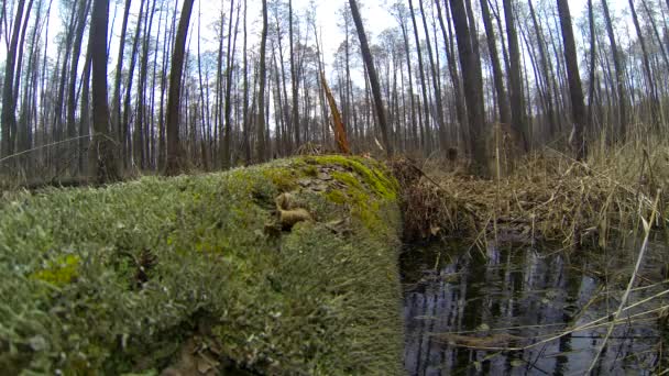 Wandelaar passeert een stream op een log. — Stockvideo