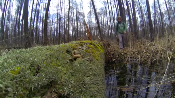 Wandelaar passeert een stream op een log. — Stockvideo
