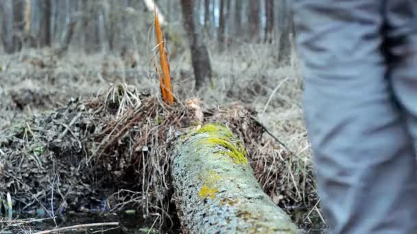 Wandelaar passeert een stream op een log. — Stockvideo