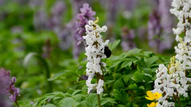 Mooie wilde bloemen en hommels. — Stockvideo