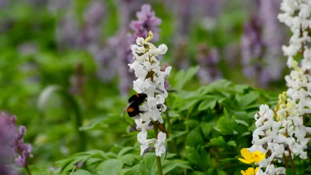 Mooie wilde bloemen en hommels. — Stockvideo