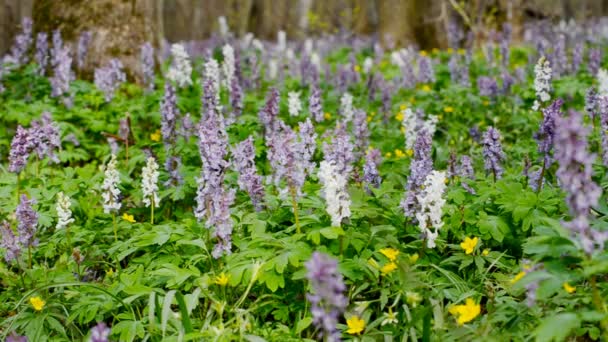 Beautiful wild flowers and bumblebees. — Stock Video