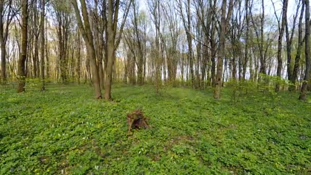 A cronologia da floresta. Hora da Primavera . — Vídeo de Stock