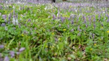 Orman izinde yürüyen adam.