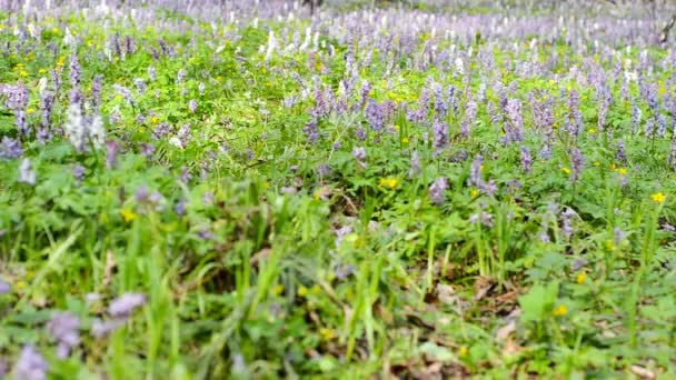 Mann läuft auf Waldweg. — Stockvideo