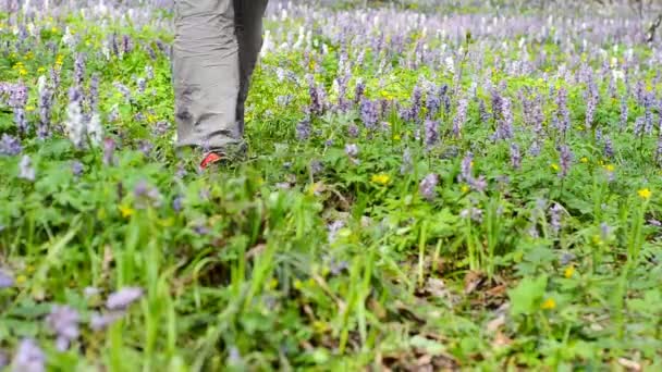 Hombre caminando por sendero forestal . — Vídeo de stock