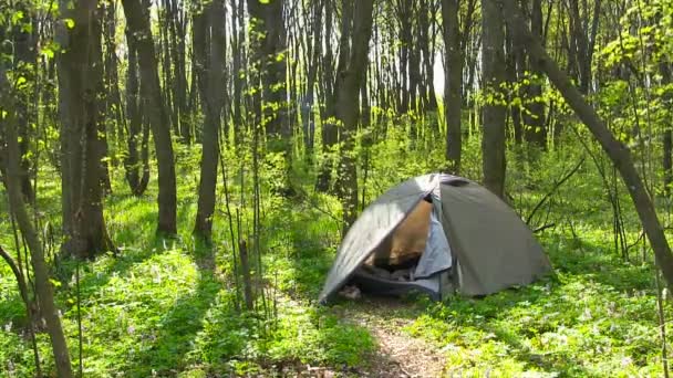 Tourist tent in spring forest. — Stock Video