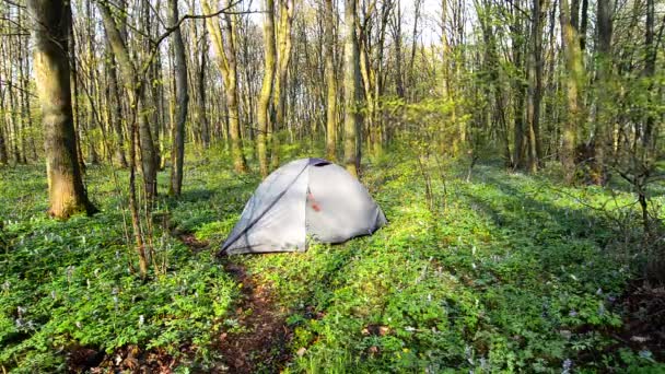 Touristenzelt im Frühlingswald. — Stockvideo