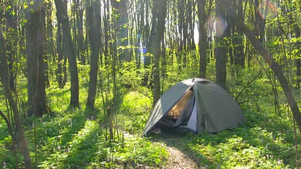 Туристическая палатка в весеннем лесу . — стоковое видео