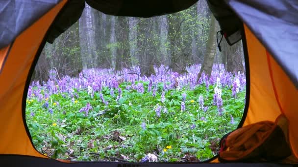 Vue depuis les tentes touristiques sur une forêt printanière . — Video