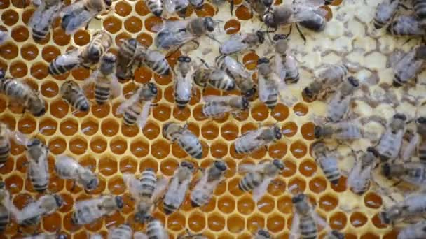 Werken Bijen Bijenkorf Bijen Zetten Nectar Honing Bedekken Het Met — Stockvideo