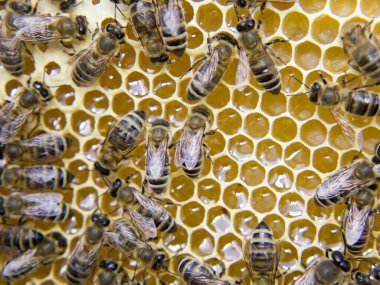 Meşgul arılar, bal peteği üzerinde çalışan arıları yakından izleyin. Arılar bazı hayvanları ve bal peteği yapısını göstererek yaklaşırlar..