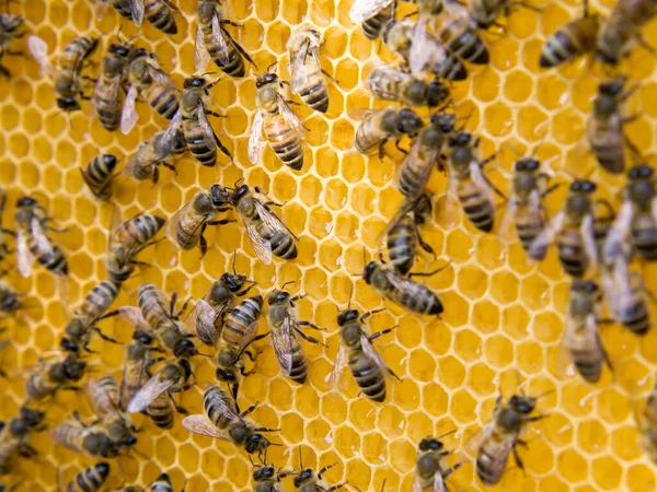 Fleißige Bienen Nahsicht Auf Die Arbeitsbienen Auf Der Wabe Bienen — Stockfoto