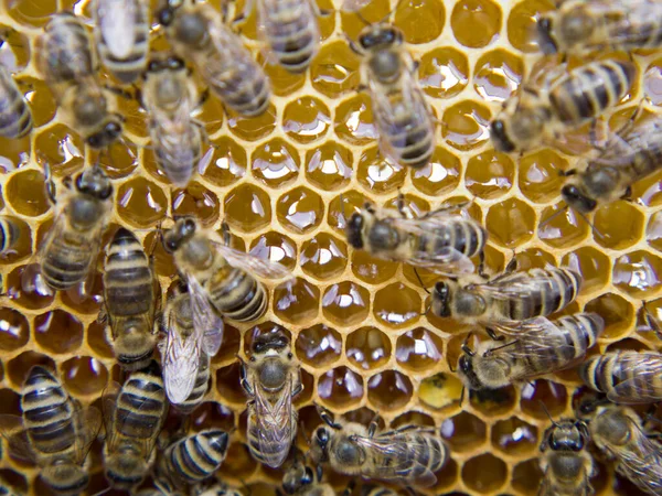 Busy Bees Close View Working Bees Honeycomb Bees Close Showing — Stock Photo, Image