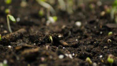 Büyüyen yeşil bitki, zaman ayarlı video çekimleri.