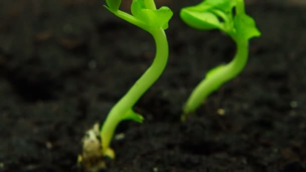 Wachsende Grüne Pflanze Zeitraffer Videoaufnahmen — Stockvideo