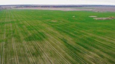 Tarım tarlaları üzerinde uçmak. Video bir İHA 'dan çekilmiş. Baharın ortasında.