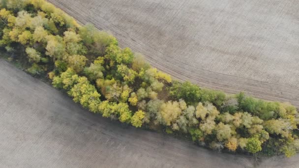 Survolez Champ Agricole Cultivé Vidéo Été Tournée Partir Drone Milieu — Video