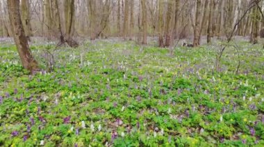 İlkbaharda bir parkta orman zemininde çicek açan oyuk kök (Corydalis cava)