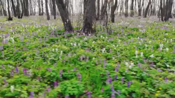 Puste Korzenie Corydalis Cava Kwitnące Podłodze Lasu Parku Wiosną — Wideo stockowe