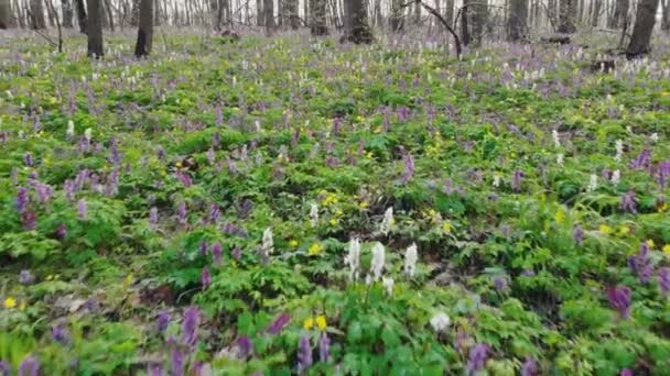 Raíz Hueca Corydalis Cava Floreciendo Suelo Del Bosque Parque Durante — Vídeos de Stock