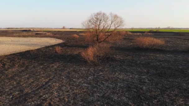 Résultat Incendie Forêt Vallée Rivière Brûlée Cendres Sur Sol Arbres — Video