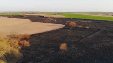Bir orman yangınının sonucu. Yanmış nehir vadisi, yerde küller ve yanmış ağaçlar. İnsansız hava aracı kullanarak video çekiliyor.