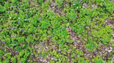 İlkbaharda bir parkta orman zemininde çicek açan oyuk kök (Corydalis cava)