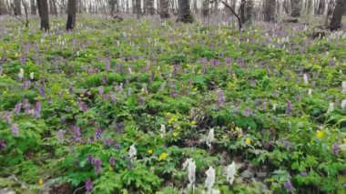 İlkbaharda bir parkta orman zemininde çicek açan oyuk kök (Corydalis cava)