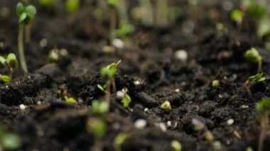Toprak zaman atlaması videosundan büyüyen bir tohum. Vitaminli yeşil sağlıklı yiyecekler.