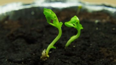 Toprak zaman atlaması videosundan büyüyen bir tohum. Vitaminli yeşil sağlıklı yiyecekler.