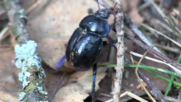 Erva negra . — Vídeo de Stock