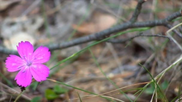 Одинокий осенний лиловый цветок . — стоковое видео