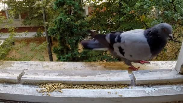 Des pigeons qui se battent pour manger. Mouvement lent . — Video