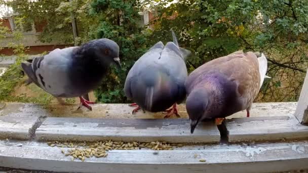 Tauben, die um Nahrung kämpfen. Zeitlupe. — Stockvideo