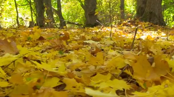 Jesień kolorowy opadłych liści. Szczelnie-do góry. — Wideo stockowe