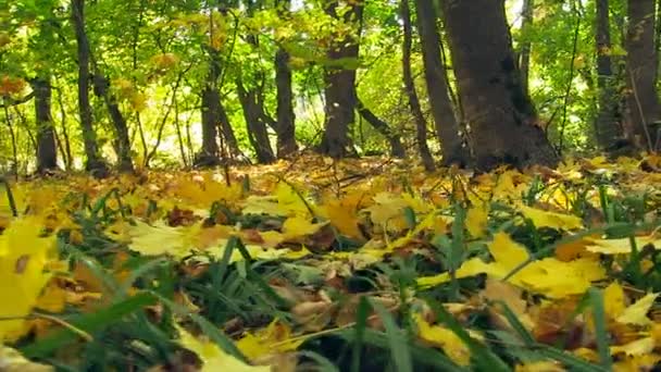 Feuilles tombées colorées d'automne. Gros plan . — Video